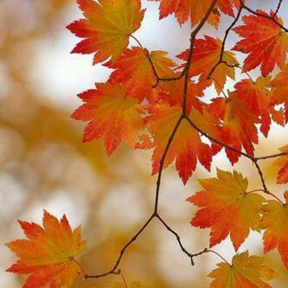 autumred13